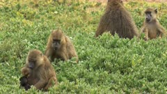 a baboon troop sits on the ground and picks leaves to eat at amboseli national park, kenya
