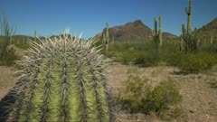 close up of a saguaro cactus with the puerto blanco mnts in the distance at organ pipe cactus national monument near ajo in arizona, usa