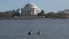 a pair of canada geese swim on the lake in front of the jefferson memorial in washington d.c.