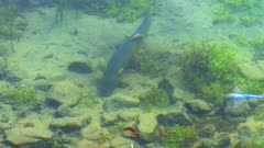 close up of a wild cutthroat trout feeding in trout lake at yellowstone national park, usa