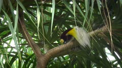 a greater bird of paradise wiping its beak on a branch at bali bird park on the island of bali, indonesia
