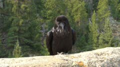 close up of a raven singing on a rock wall in yellowstone national park, usa