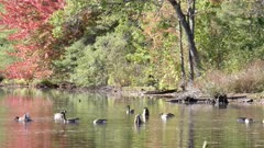 canada geese feed on a pond in new hampshire with trees in fall color in the background
