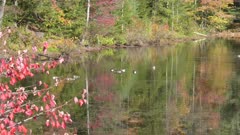 a wide shot of a canada geese on pond in new hampshire with fall colored trees