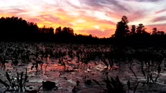 zoom in shot, from a tour boat, of okeefenokee swamp at sunset in georgia, usa