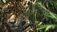 4K 60p close up panning front view of a jaguar resting among bamboo