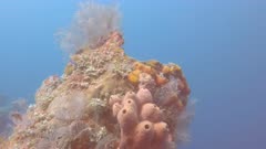 sea squirts growing on the liberty wreck at tulamben on the island of bali, indonesia