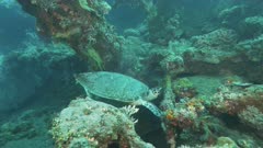 a green sea turtle grazes on marine life growing on the liberty wreck in tulamben on the island of bali, indonesia