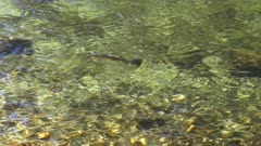 a rainbow trout takes food from the surface of the merced river at yosemite national park in the united states of america