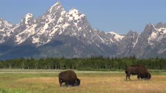 a close up of bison grazing in front of grand teton mountain in grand teton national park on a summer morning