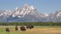 a morning shot of a herd of bison grazing with grand teton in the background at grand teton national park in wyoming, usa