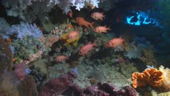 a school of big-eyed squirrelfish inside a cave at rainbow reef on the somosomo strait in fiji