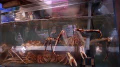 live crabs in a fish tank at tsukiji fish market in tokyo, japan