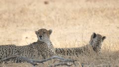 a 17% slow motion shot of a cheetah, resting in the shade, rolling onto its back at tarangire national park in tanzania
