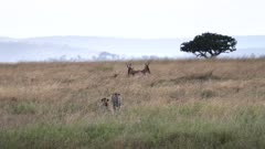 pair of cheetahs stalk a baby hartebeest at serengeti national park in tanzania, africa