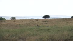 wide view of two cheetah stalking young hartebeest and gazelle at serengeti national park in tanzania