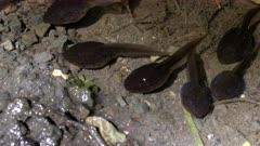 close up of tadpoles in a pond at cape flattery in the olympic national park of the us pacific northwest