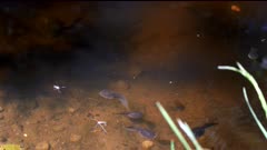 tadpoles in a pond at cape flattery in the olympic national park of the us pacific northwest