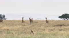 4K 60p shot of a cheetah pair hunting a hartebeest herd at serengeti national park in tanzania