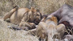 17% slow motion clip of a lion rubbing its head on a buffalo kill in tanzania
