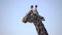 4K 60p close up of a giraffe chewing at arusha national park in tanzania