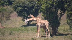 a wide shot of two giraffe fighting at arusha national park in tanzania- 4K 60p