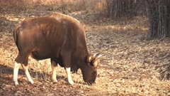 a grazing indian bison faces to the right at tadoba andhari tiger reserve in india
