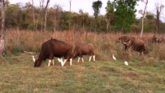 a pan of a gaur herd grazing at sunset in tadoba andhari tiger reserve in india
