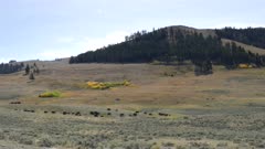 a wide angle clip of a bison herd and aspen in the lamar valley of yellowstone national park in wyoming, usa