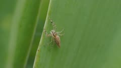 high frame rate clip of a threatening jumping spider, Helpis minitabunda, a species of jumping spider in australia facing upwards