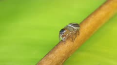 high frame rate clip of a white-banded house jumper, Hypoblemum scutulatum, a facing downwards and moving its pedipalps