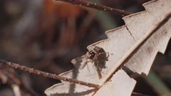 high frame rate clip of a juvenile maratus volans spider feeding on a mosquito. m volans is an australian peacock spider