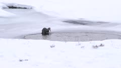 winter rear view of a river otter eating a trout at yellowstone national park in wyoming, usa
