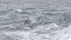 slow motion clip of a dolphin jumping in a boat's wake at merimbula, australia- originally recorded at 120p