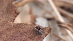 high frame rate clip of a male maratus volans spider making a vertical jump. M. volans is an australian peacock spider