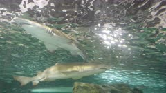 tracking shot of two grey nurse sharks at sealife aquarium in sydney, australia