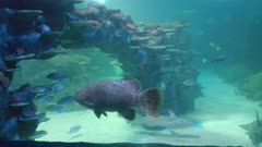 a large potato cod swims in a public aquarium at sydney, australia