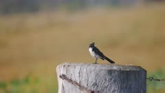a willie wagtail bird on a fence post at glen davis in nsw, australia