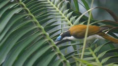 rear view clip of a blue-faced honeyeater on a palm branch