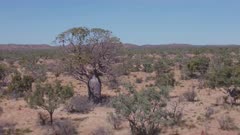 aerial shot flying forward towards a boab tree in the kimberley region of western australia