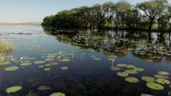 a morning zoom in clip at marlgu billabong of parry lagoons nature reserve in the kimberley region of western australia