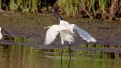 a slow motion clip of a male royal spoonbill displaying its crest at a wetland on the central coast of nsw, australia