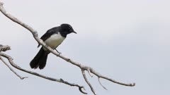 a slow motion low angle shot of a willie wagtail bird calling at a wetland on the central coast of nsw, australia