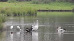 a slow motion clip of a pelican joining a flock at a wetland on the central coast of nsw, australia