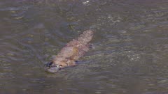 overhead slow motion shot of a platypus swimming and approaching in the mersey river of tasmania, australia