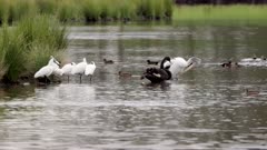 a slow motion clip of several water bird species preening at a wetland on the central coast of nsw, australia
