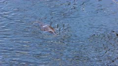 overhead slow motion shot of a duck-billed platypus swimming and approaching in the mersey river of tasmania, australia