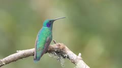 slow motion rear view clip of a lesser violetear hummingbird on a perch at a garden in the cloud forest of costa rica