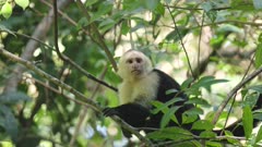 a panamanian white-faced capuchin in a tree at manuel antonio national park in costa rica