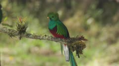 a close up clip of a of a male resplendent quetzal perched on a branch at a cloud forest of costa rica